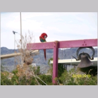 bc-parrot02.jpg