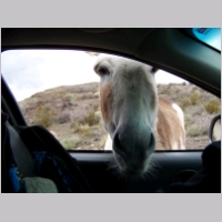 donkey-in-car01.jpg